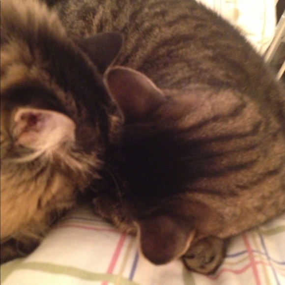 Meet your Posher, Tynisha!🌺 - Picture 7 of 7